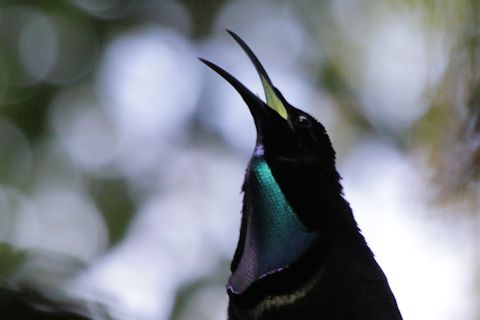 Magnificent Riflebird (Ptiloris magnificus)